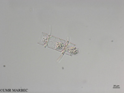 phyto/Brazilian_Nordeste/Northeastcoast_station16/ABRACOS2 April 2017/Chaetoceros coarctatus (Snap-128)(copy)_thumb.jpg